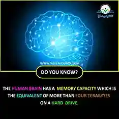 human brain images